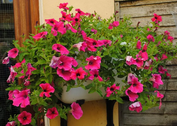 ゲストハウス Abbey キラーニー