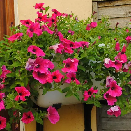 Vendégház Abbey Cill Airne